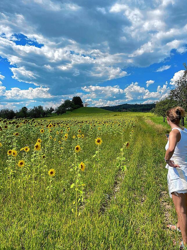 Schön fürs Auge! Ein Sonnenblumenfeld neben dem Wanderweg.