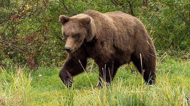 Hat ein Bär in Tirol zwei Esel getötet? Eine DNA-Untersuchung soll Aufschluss geben.