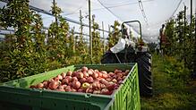 Der Apfel ist ein Symbol des Thurgau, hier bei der Ernte in Fruthwilen. Dass sich der Kanton selbst als Apfelkanton bezeichnet, sorge ...