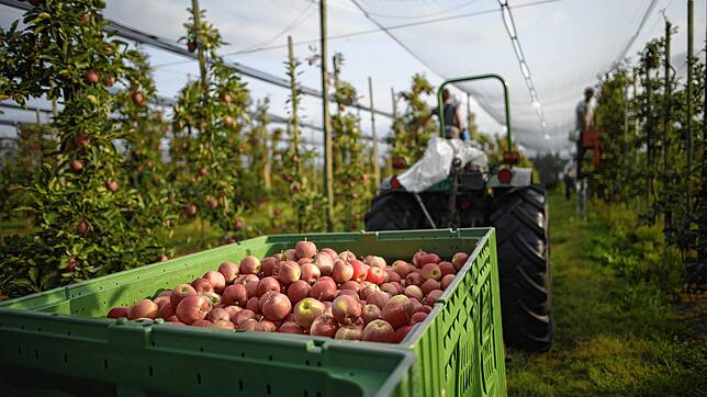 Der Apfel ist ein Symbol des Thurgau, hier bei der Ernte in Fruthwilen. Dass sich der Kanton selbst als Apfelkanton bezeichnet, sorge ...
