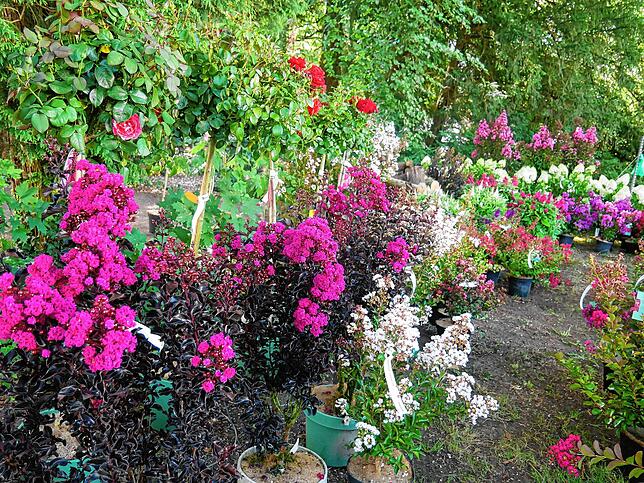 Bild 12: Die schönsten Bilder von der DIGA-Gartenmesse im Bad Säckinger Schlosspark