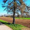 Das Grundstück hinter der Lärche im Altenburger Feld war vor kurzer Zeit noch eine grüne Wiese. In der vergangenen Woche hat ein ...
