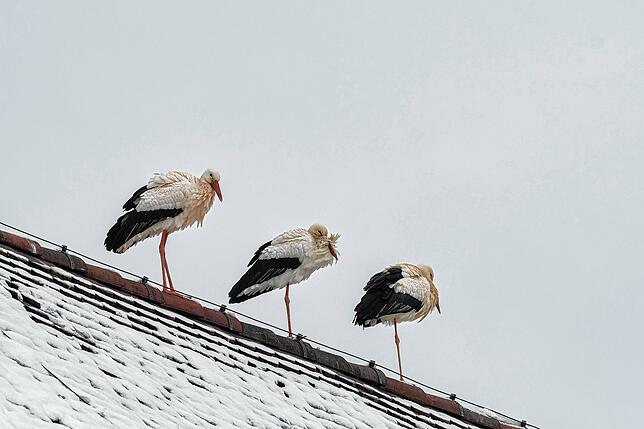 Immer mehr Störche überwintern in Deutschland, anstatt die weite Reise in den Süden auf sich zu nehmen.
