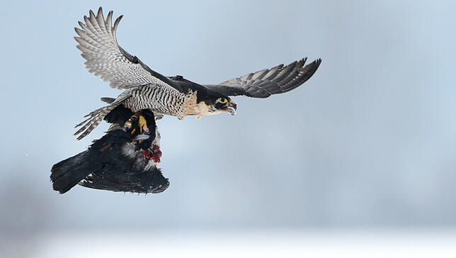 Der Wanderfalke ist ein pfeilschneller Flieger. Überreste von Vögeln beweisen, dass er immer an der gleichen Stelle auf den Türmen frisst.
