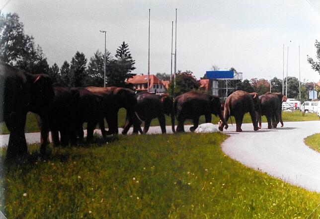 Mit Töro und einer Gruppe Neugieriger ging‘s für die Dickhäuter durch die Stadt zum Zirkuszelt.
