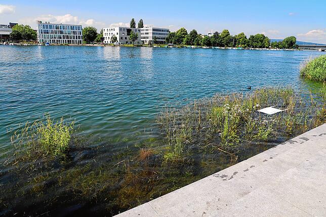 Bild 8: Der Pegel steigt wieder. Konstanzer bekommen am Seerhein nasse Füße