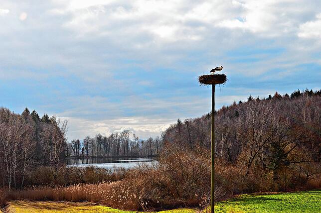 Jedes Jahr nutzen Störche den Horst beim Daisendorfer Neuweiher zur Aufzucht ihres Nachwuchses. Dieses Bild entstand im Frühjahr 2020.