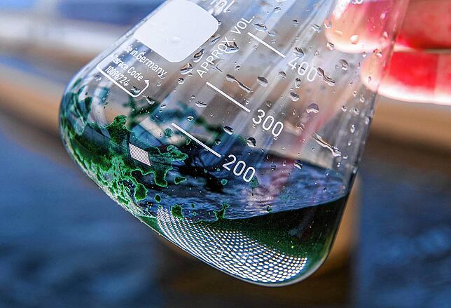 Spirulina-Blaualgen: Algen haben mit 40 bis 60 Prozent einen sehr hohen Proteingehalt.
