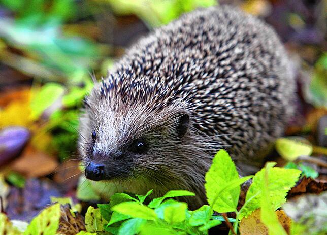 Ein Igel in einemn Garten. (Symbolbild)