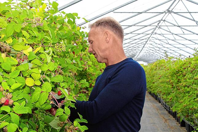 Wolfgang Hertell hat stets ein Auge auf seine Beeren.