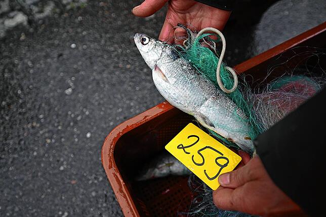 Ein Felchen wird in der Fischereiforschungsstelle (FFS) am Bodensee in der Hand gehalten, um es dann einer Nummer zuzuordnen. Das ist ...