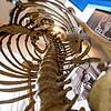 Blick auf die Wirbelsäule eines menschlichen Skeletts: An der Wirbelsäule finden viele neurochirurgische Eingriffe statt. Das Symbolbild ...