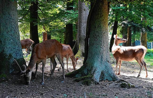 Schöne Aussichten: Tiere in ihrer natürlichen Umgebung zu sehen und ihnen ganz nahe zu kommen, macht Freude und hat nachweislich ...