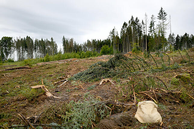 Ein gefällter Baum liegt auf einer gerodeten Waldfläche bei Riedern am Wald.