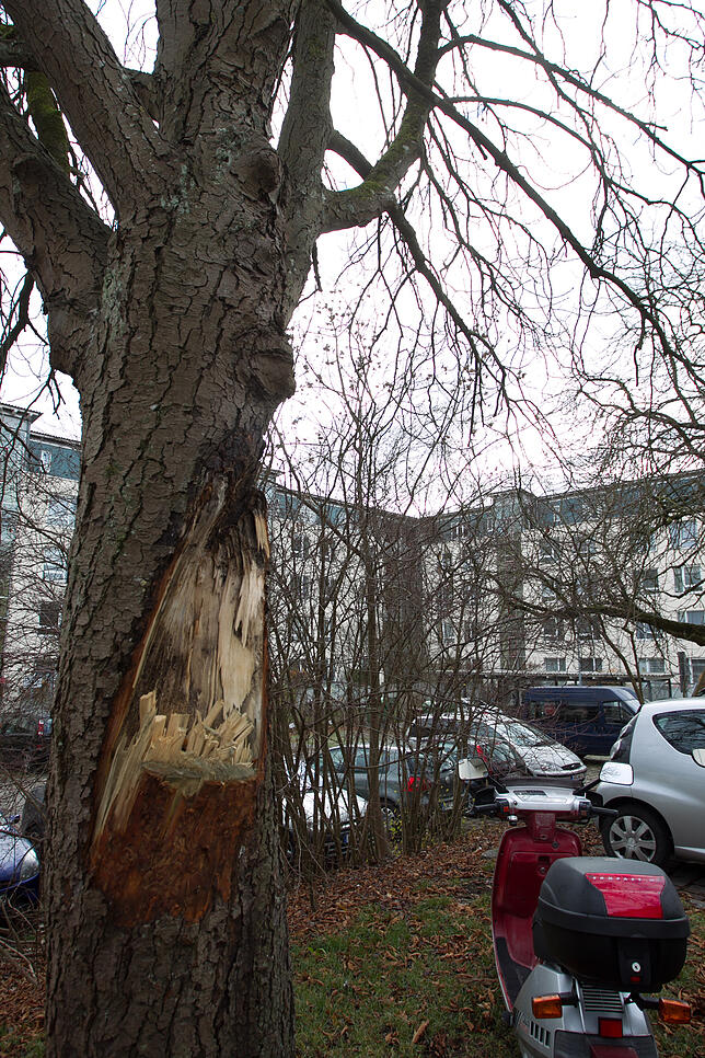 Bild 4: Im Herbst fallen die Blätter, ab Dezember die Bäume: In Konstanz werden in den kommenden Wochen über 50 Bäume gefällt