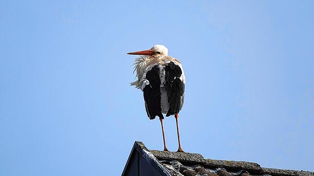 Ein Storch sitzt im Februar 2025 auf einem Hausdach in Niederwihl.