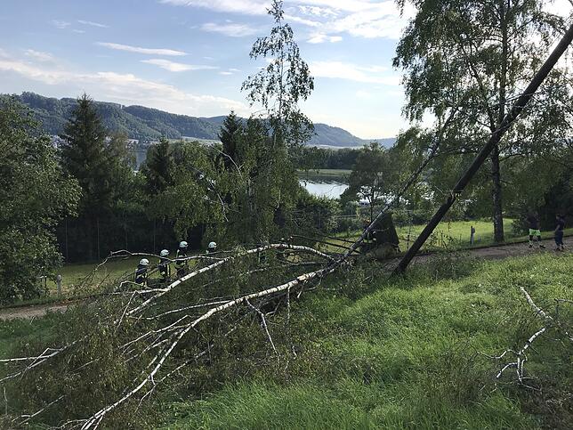 Der umgestürzte Baum beschäftigte mehrere Einsatzkräfte der Feuerwehr.