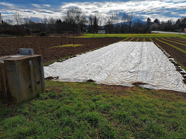 Noch liegt das Blumenfeld in Engen-Anselfingen brach. Wo jetzt noch eine Folie Schutz spendet, werden schon bald tausende Tulpen blühen. ...