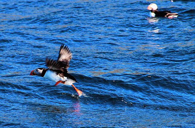 Ein Puffin (Papageientaucher).