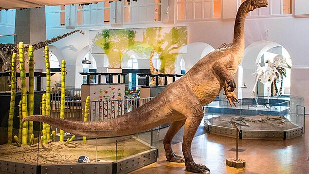 Das neue Highlight im Naturhistorischen Museum der Universität Zürich trägt den Spitznamen „Teoplati“.