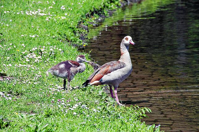Bei den Nilgänsen hat nur ein Junges bis heute überlebt. Seine drei Geschwister könnten Fucks oder Marder zum Opfer gefallen sein, ...