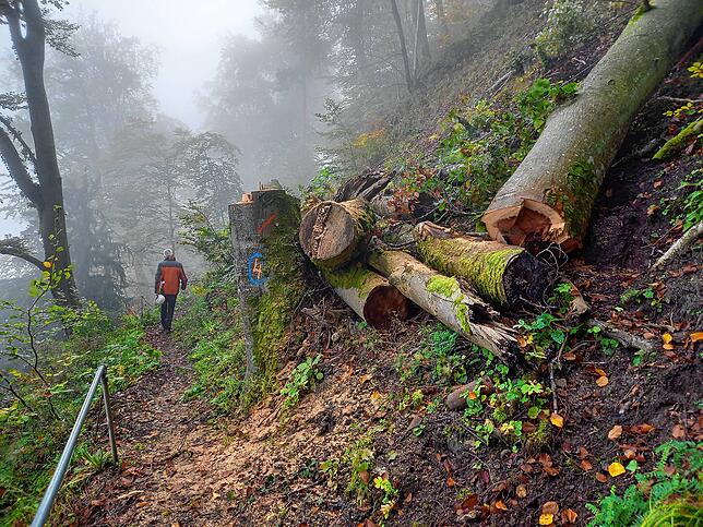 Am Weg zur Schlucht haben einige Fällarbeiten stattgefunden.
