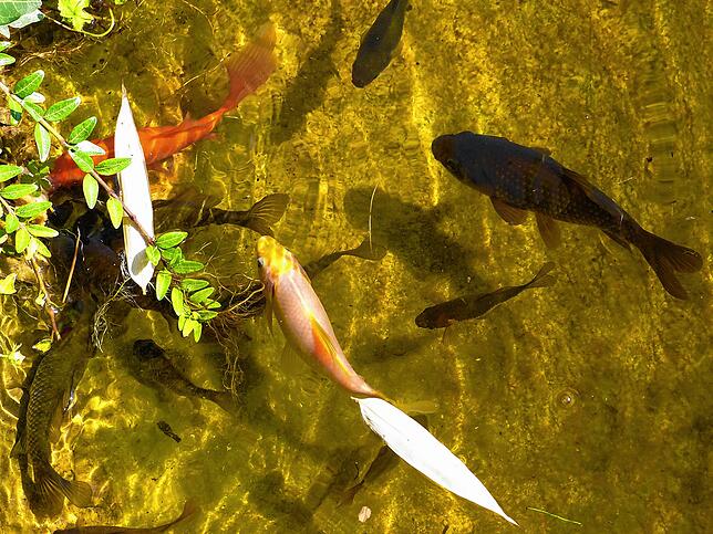 Goldrichtig machen es die Goldfischchen: Sie lassen sich im Wasser treiben.