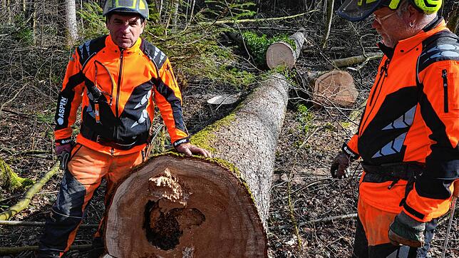 Die städtischen Forstarbeiter Bernhard Brutsch und Peter Ummenhofer zeigen eine im Innern stark angegriffene Esche. Der Baum hatter kaum ...