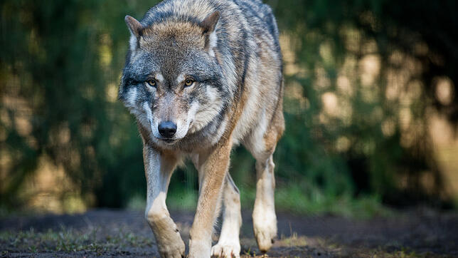 Bild : Der Wolf ist zurück: Förster und Jäger begrüßen ihn