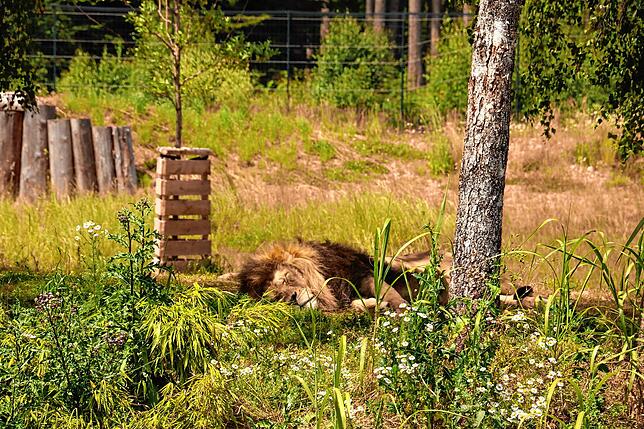 Mach mal Pause: Auch der König der Tiere hat im Tier- und Freizeitpark Tatzmania eine Heimat gefunden.