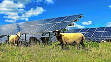 Bei Linach sind zwei Freiflächen-Photovoltaik-Anlagen mit einer Größe von insgesamt 16,7 Hektar geplant. Darunter sollen auch Tiere ...