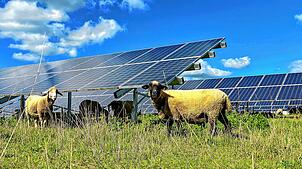 Bei Linach sind zwei Freiflächen-Photovoltaik-Anlagen mit einer Größe von insgesamt 16,7 Hektar geplant. Darunter sollen auch Tiere ...