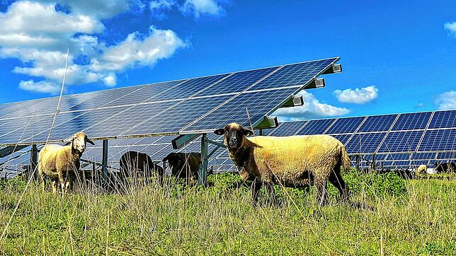 Bei Linach sind zwei Freiflächen-Photovoltaik-Anlagen mit einer Größe von insgesamt 16,7 Hektar geplant. Darunter sollen auch Tiere ...
