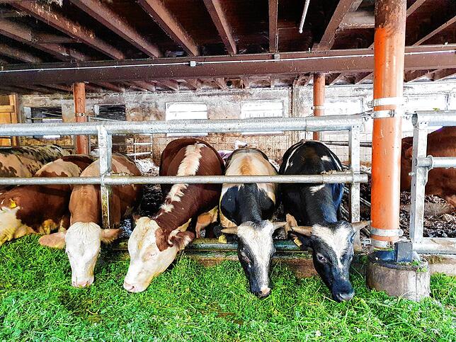Etwa 30 Bullen hält Stefan Leichenauer. Ein Hofladen ein paar Dörfer weiter verkauft das Fleisch.