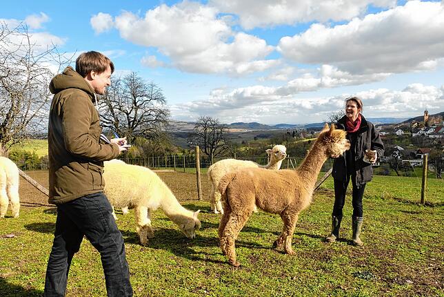 Bild 1: Flausch, flauschiger, Alpaka: Zu Besuch bei den drolligsten Nutztieren im Hegau