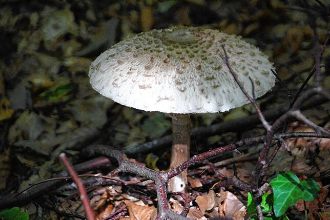 Bild 1: Warum Pilzsammeln eigentlich auch nur Ostereiersuchen im Herbst ist