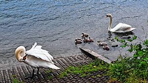 Wieder am deutschen Ufer: die Obersäckinger Schwaneneltern und ihre acht Küken.