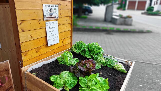 Herausstellungsmerkmal des Riedböhringer Hofautomaten: Frischen Salat können die Kunden selber ernten.