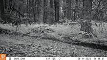 Das Wildtiermonitoring zeigt ein Bild von einem Wolf bei Schluchsee.