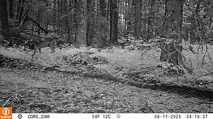 Das Wildtiermonitoring zeigt ein Bild von einem Wolf bei Schluchsee.