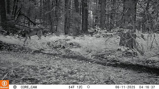 Das Wildtiermonitoring zeigt ein Bild von einem Wolf bei Schluchsee.