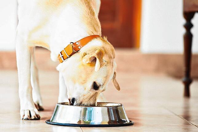 Ganz klassisch: Dieser Hund bekommt ganz normales Dosenfutter.