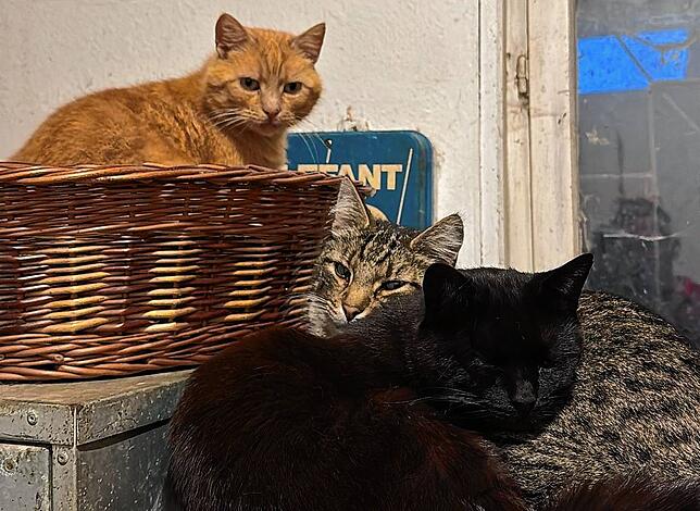 Im Katzenzimmer des Stalls gibt es Asyl für alle Streuner und Katzen, die in Not geraten sind.