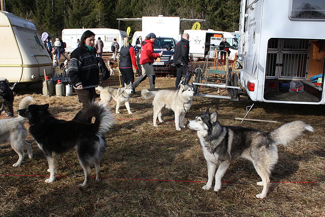 Schlittenhunde hautnah erleben konnten die Besucher im Waldhaus Husky-Camp.