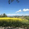 Die Schönheit des Frühlings lässt sich gerade wunderbar vor der Haustür wie hier auf dem Bodanrück erkunden.