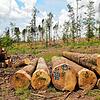 Riesige Kahlflächen bestimmen inzwischen das Bild unserer Wälder. Im Bild eine Fläche auf der Gemarkung Oberalpfen. Bild: Manfred Dinort