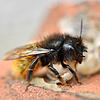 Diese Wildbiene heißt Gehörnte Mauerbiene. In Deutschland gibt es mehr als 550 Arten Wildbienen.