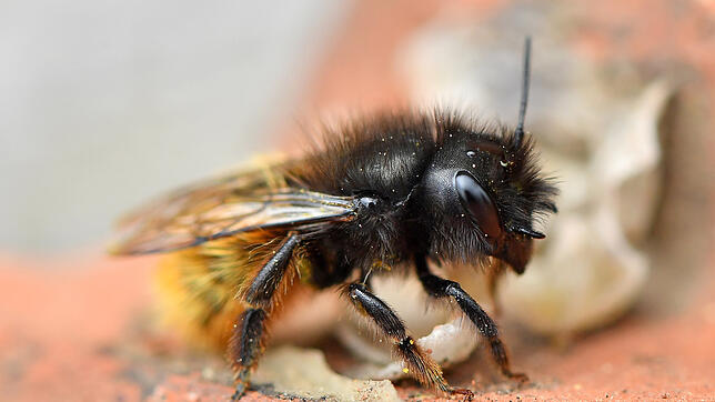 Diese Wildbiene heißt Gehörnte Mauerbiene. In Deutschland gibt es mehr als 550 Arten Wildbienen.