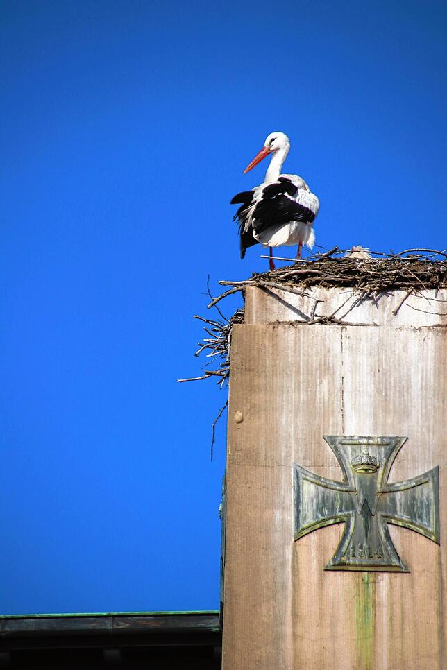 Bild 8: Traute Zweisamkeit: Die Störche Hans und Nelli II sind wieder in ihr Nest in der Oberstadt zurückgekehrt