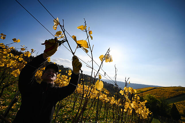 Wenn die ersten Triebe in den Weinbergen sprießen, beginnt die Natur ihr Frühlingserwachen.